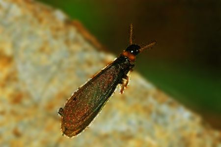 there are different kinds of termites that have wings and drywood termites are one of them