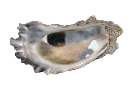 eastern oysters are some of the biggest oysters varieties all over the world