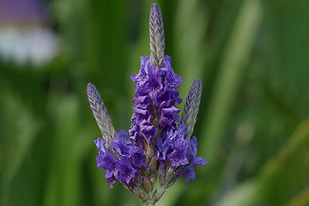 if you are passionate about identifying different varieties of lavender, you should know that egyptian lavender is one of the easiest varieties to spot on a lavender farm