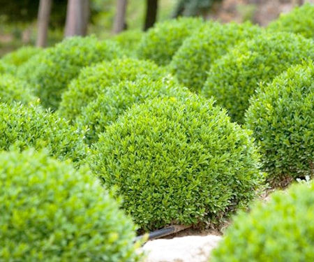 english boxwood varieties differ from the american types of boxwood shrubs in appearance slightly