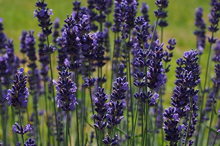 if you are looking for lavender types that exudes a sweet scent, then english lavenders are your choice!