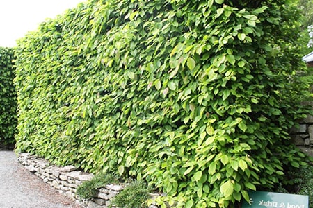 european hornbeam hedge