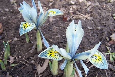 eye-catcher irises