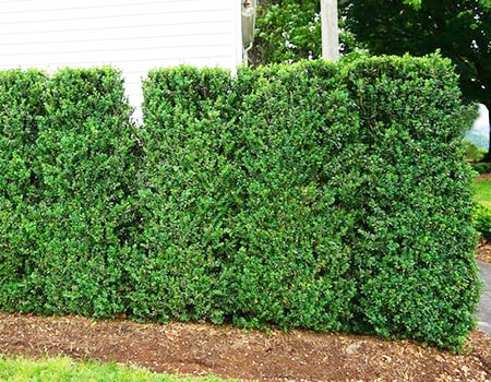 fastigiata types of boxwood bushes have more width to them than other varieties