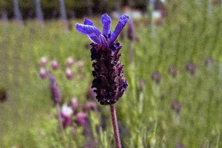 fathead french lavender