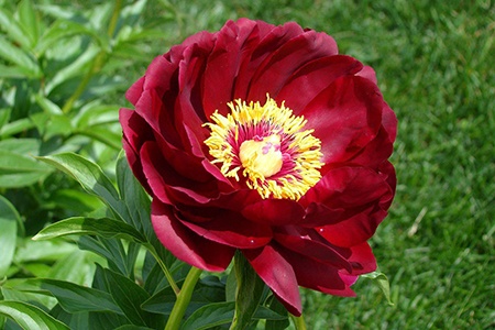 there are different kinds of peonies that are dwarf and fern-leaf peony is one of them