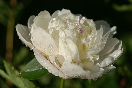 there are different types of peonies that is has white color dominantly and festiva maxima peony is one of them