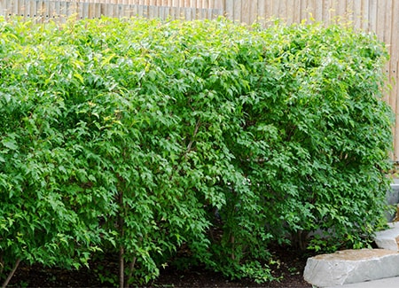 flame amur maple hedge