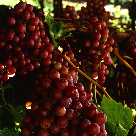 some different types of grapes like flame seedless grapes are extremely healthy for your body