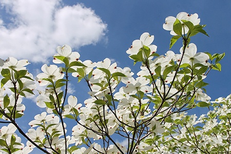 flowering dogwood is one of the most common variety of dogwood trees