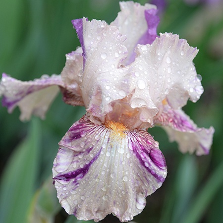 fond kiss irises