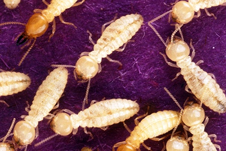 some different types of termites, like formosan termites, are considered to have very organized colonies