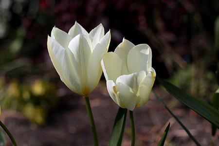fosteriana tulips are tulip varieties that are large and long
