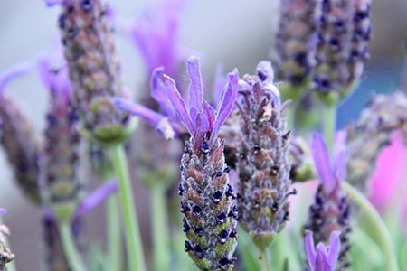 french lavender is known as a variety of lavender that has light and distinctive fragrance