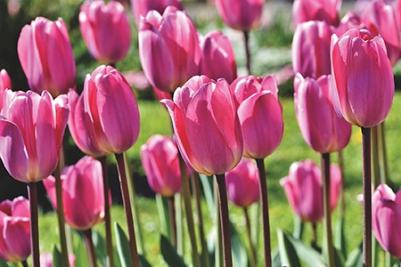 french single late tulips are varieties of tulip that grow much taller and last longer in comparison to others