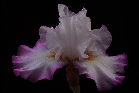 frilled enchantment irises