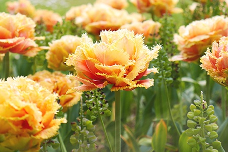 fringed tulips