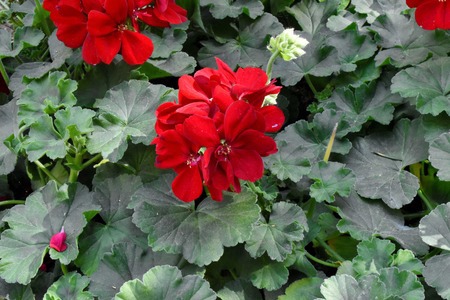 garden geraniums are known as the most popular kinds of geraniums
