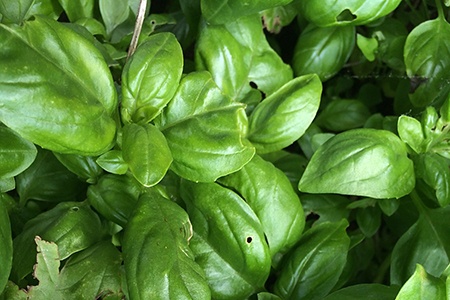 genovese basil