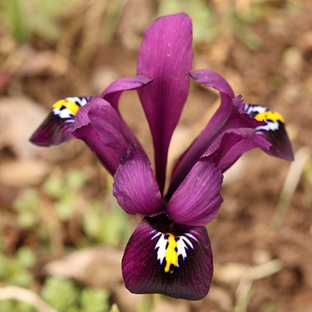 22 Types of Irises to Beautify Your Flower Garden - Worst Room