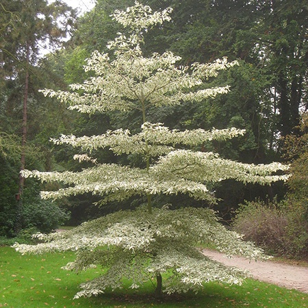 some types of dogwood trees like giant dogwood can reach to a height of 50 feet