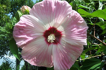 giant rose mallow