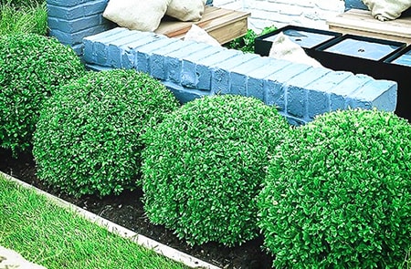 glencoe boxwood are different types of boxwoods due to being a hybrid themselves and are very cold resistant