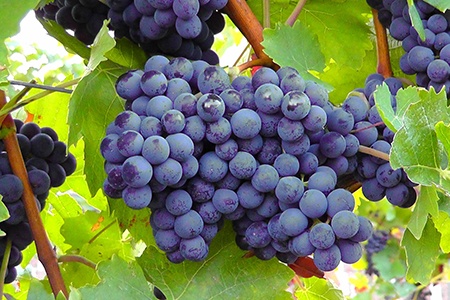 glenora grapes