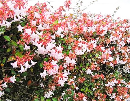 glossy abelia hedge