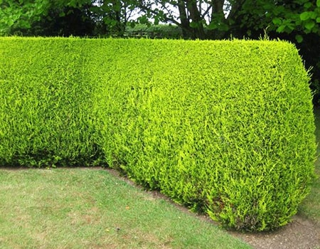 golden leylandii hedge