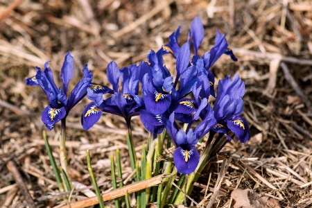gordon irises