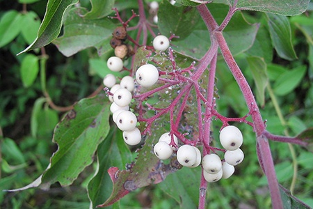 gray dogwood