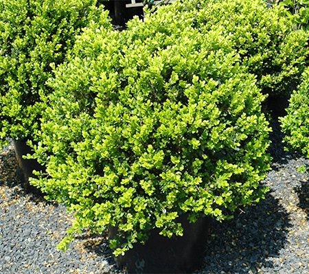 green beauty varieties of boxwood are exactly that and are heat resistant