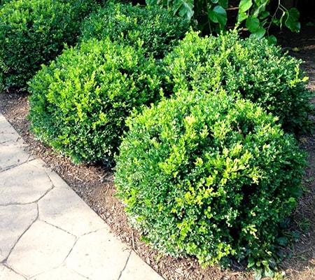 green gem boxwood