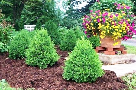 green mountain boxwood