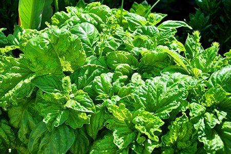 some kinds of basil like green ruffles basil have curled leaves, it might be good for decorating