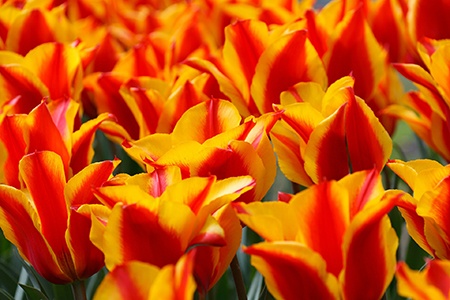 there are different types of tulips, like greigii tulips, that have a unique shape; its flowers look like a chalice