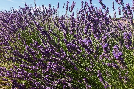 some types of lavender, like grosso lavender, are the best choice for making flower bouquets