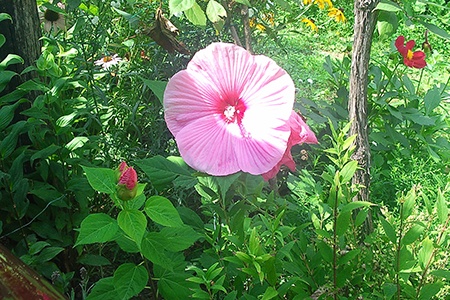 some hibiscus types, like hardy hibiscus, are able to grow during the winter or harsh weather conditions