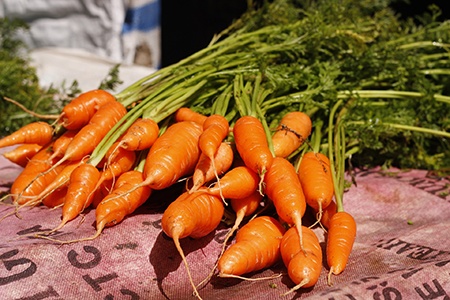 hercules carrot