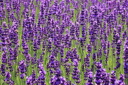 some species of lavenders, like hidcote giant lavenders, do not spread in an extreme way within the planted land