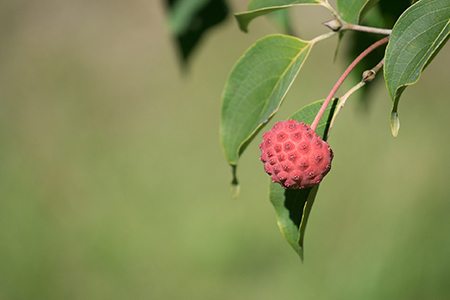 himalayan dogwood