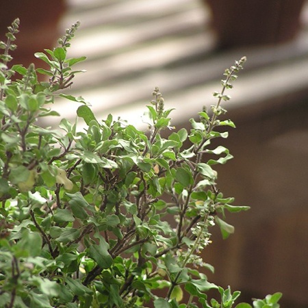 different kinds of basil are popular in asia and holy basil is one of them