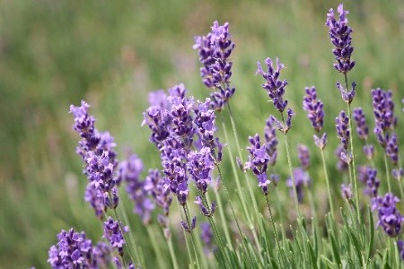 lavender scents can keep flies out of your garage by repelling them