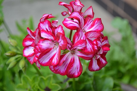 some geranium varieties like ivy geraniums have thicker and glossy leaves