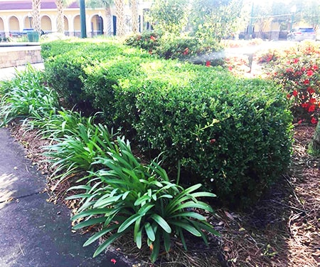 japanese boxwood species are smaller and are used to complement bigger types of boxwoods