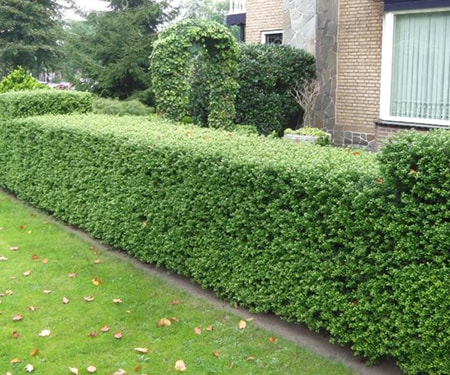 japanese holly hedge