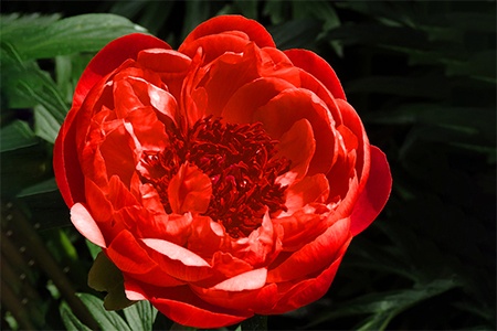 jean erickson peony