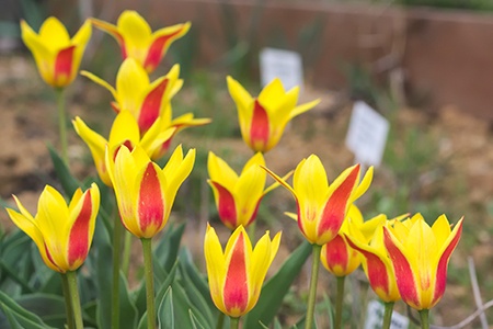kaufmanniana tulips