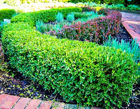 korean boxwood